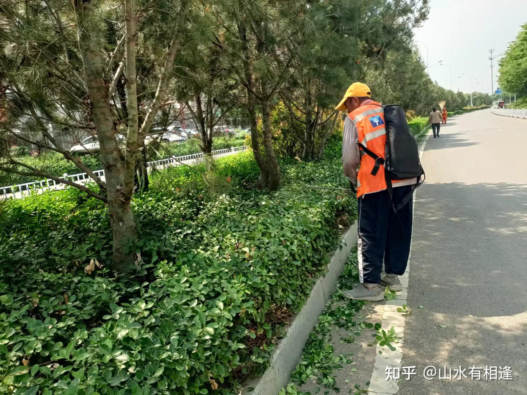 绿化带绿篱修剪方法 - 知乎