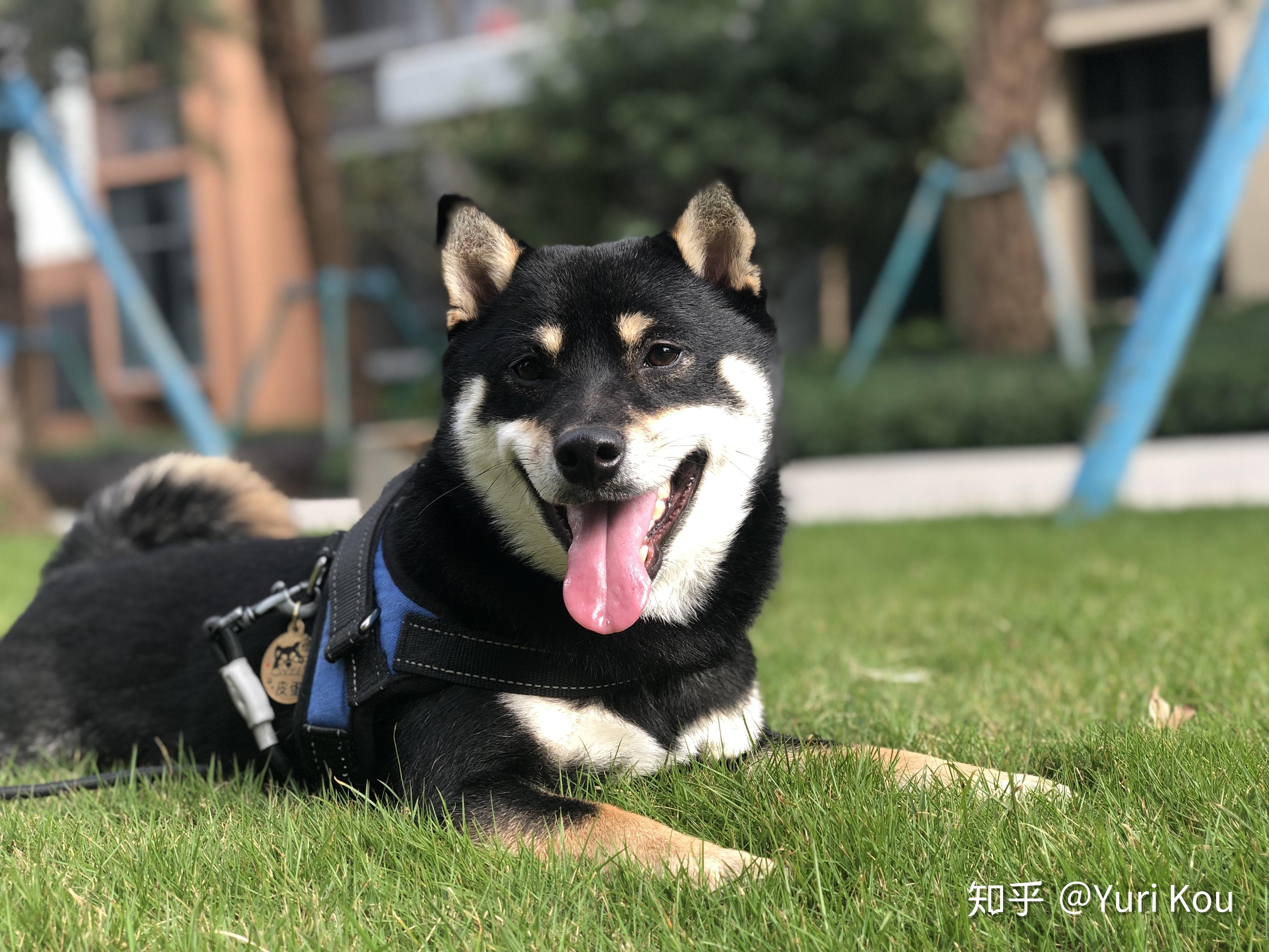 拥有一只柴犬是什么样的体验呢?