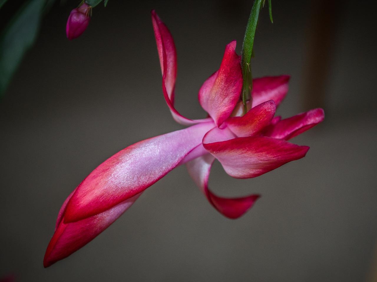 铁树开花是什么花