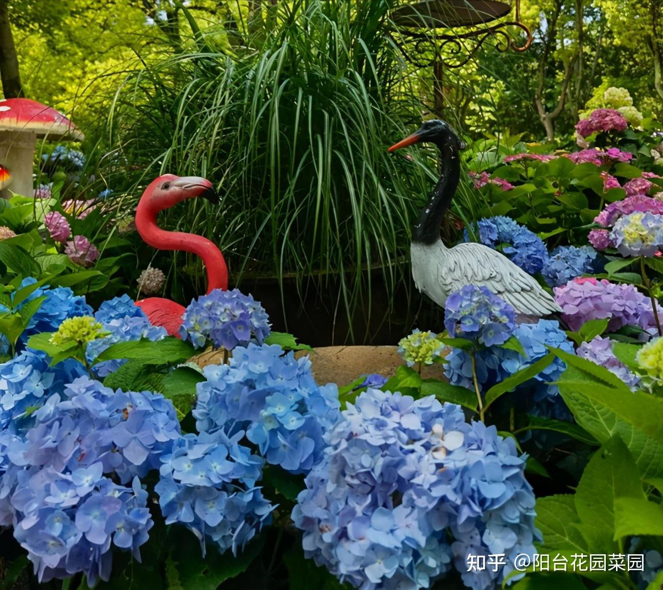 绿化带里的“宝藏”花，花了大笔钱，丢在路边，一点也不起眼 - 知乎