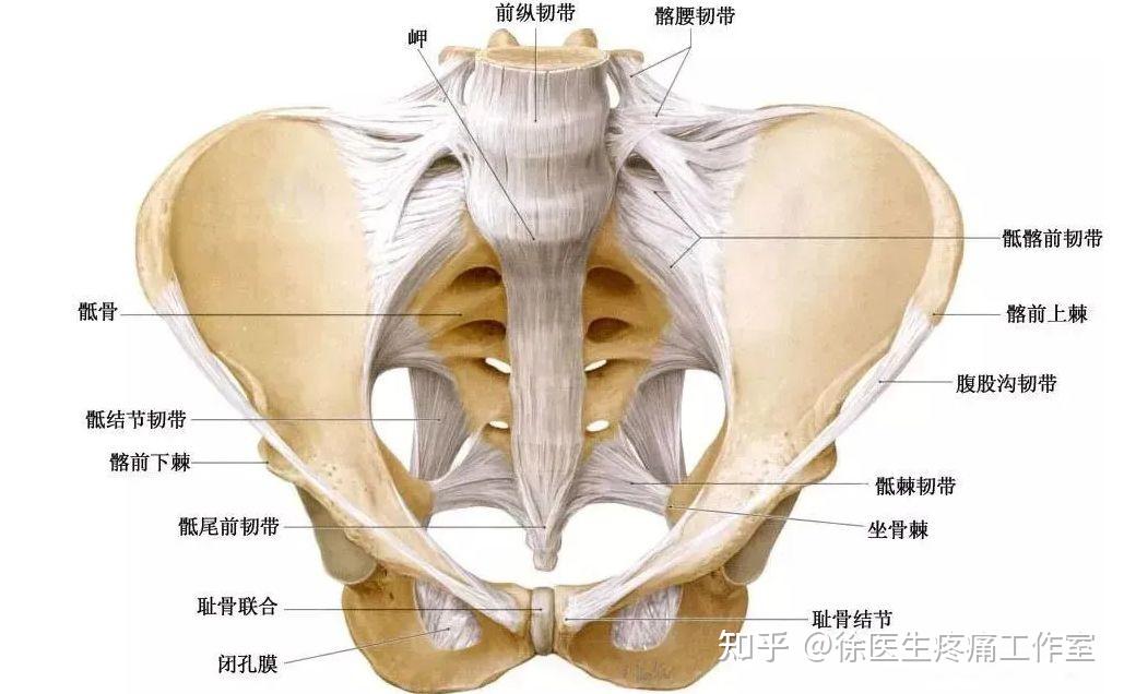 缘和尾骨的上部