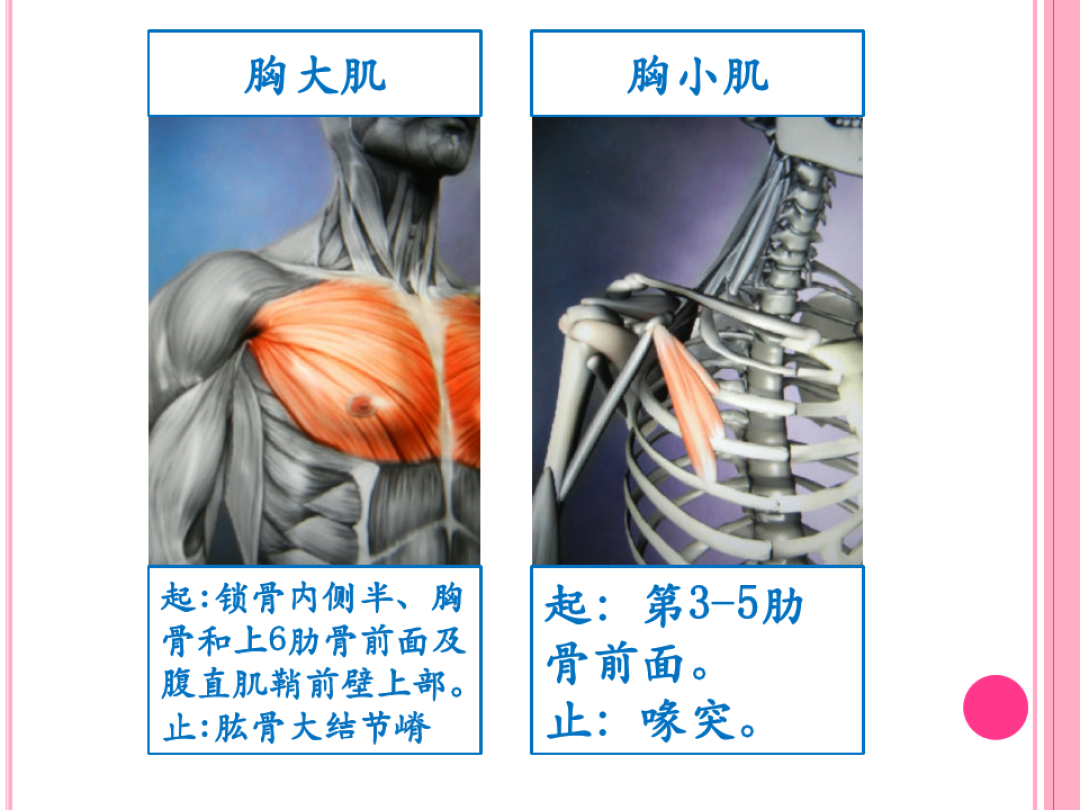 干货 每天分享一块肌肉 胸小肌 知乎