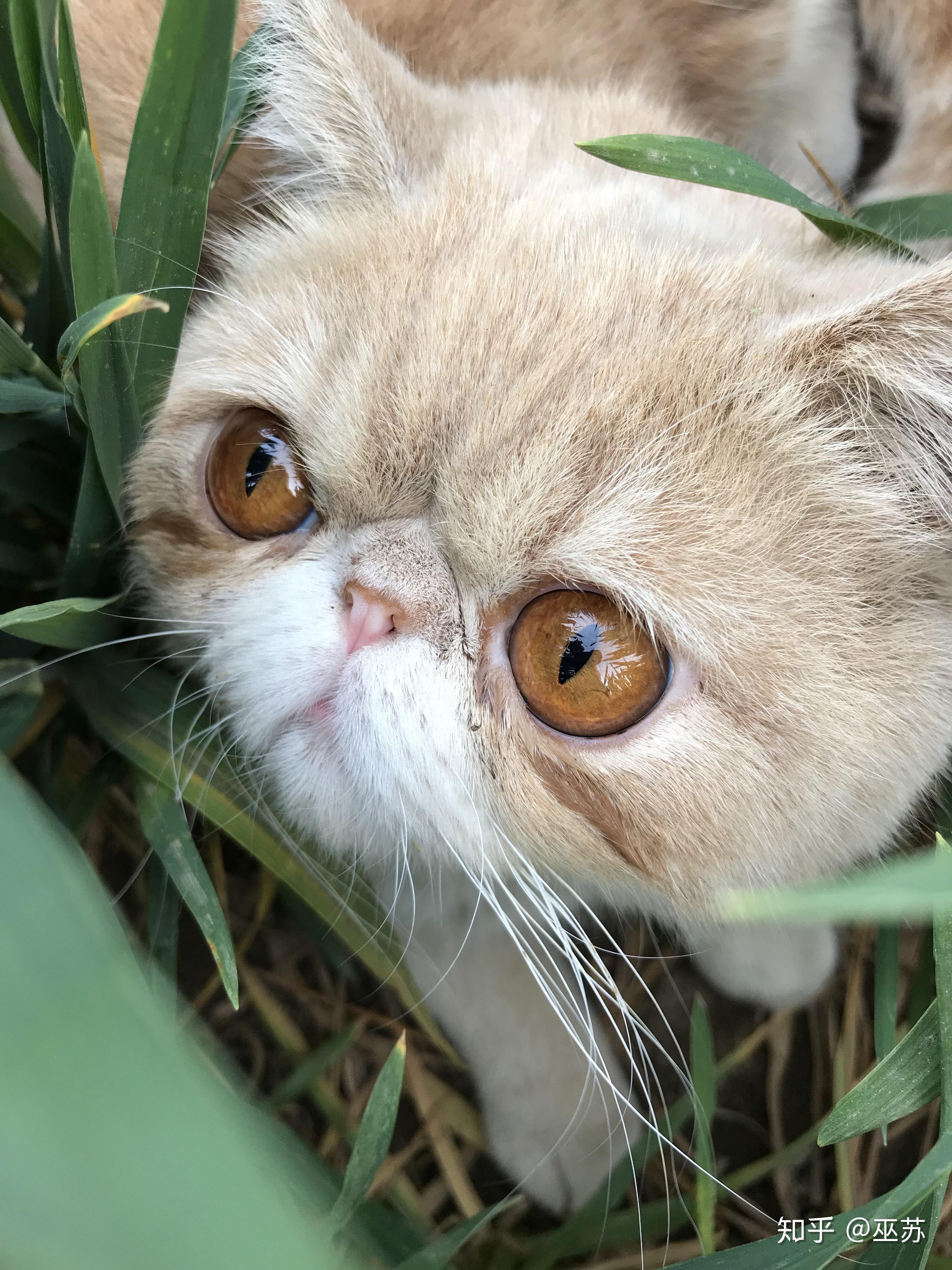 为什么猫咪眼睛又大又圆而有的猫眼神很鄙视