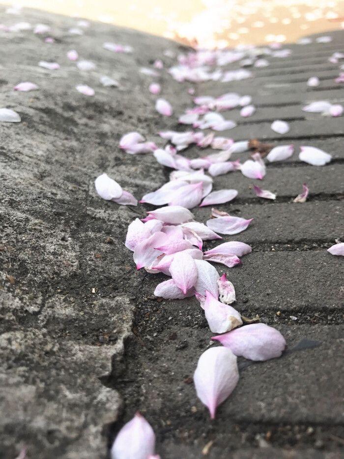 有哪些特别美的落花图片,高清的,类似这种? - 知乎