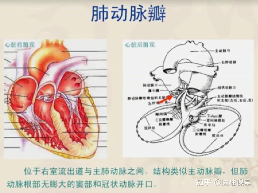 心脏和冠脉解剖(经典收藏!) - 知乎