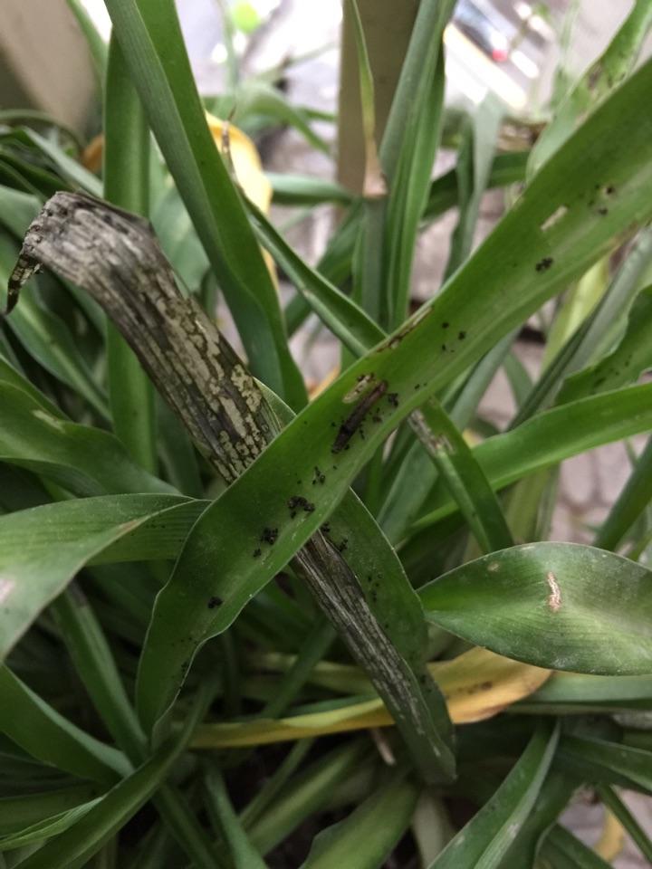 吊兰里有虫子专吃花心虫子很小白色长的像米虫叶子上有很多黑色的排泄