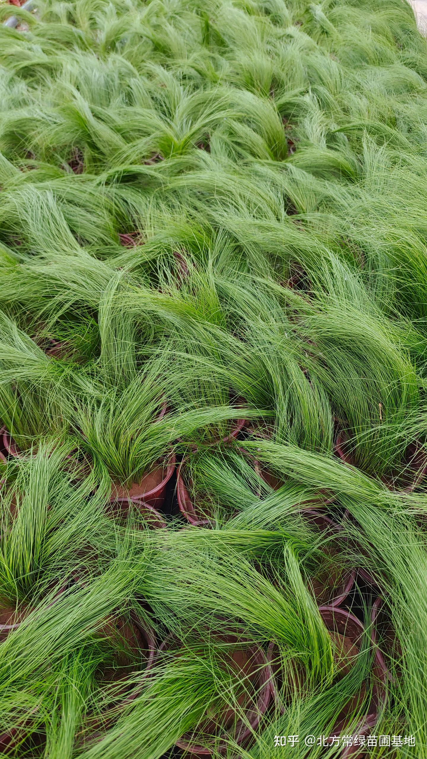 细茎针茅属于什么植物? - 知乎