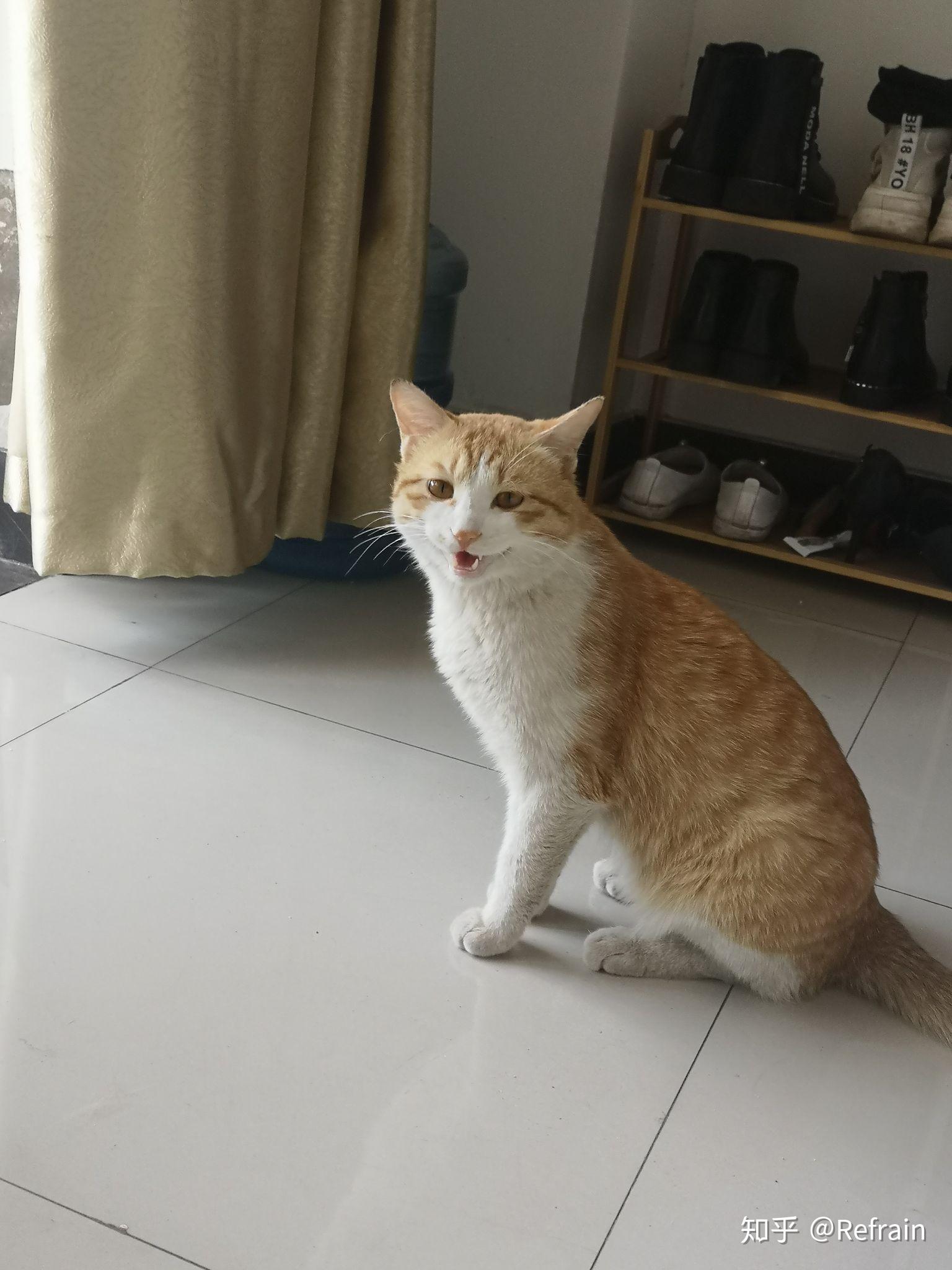 土猫(田园猫)真的没品种猫好看吗?