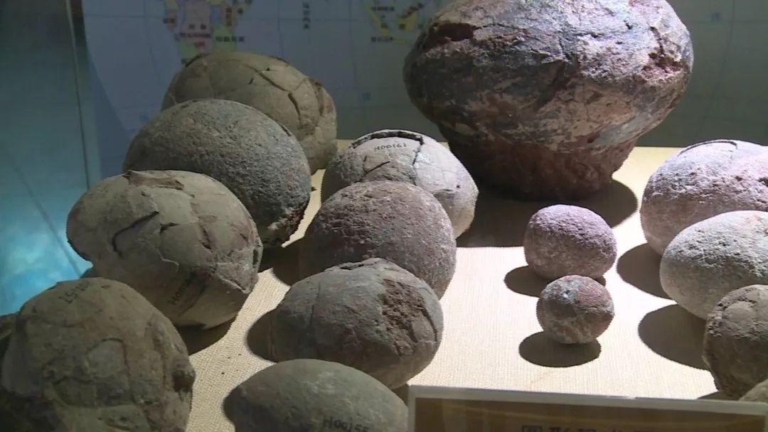 当孩子问「恐龙蛋有多大」该如何回答? - 知乎