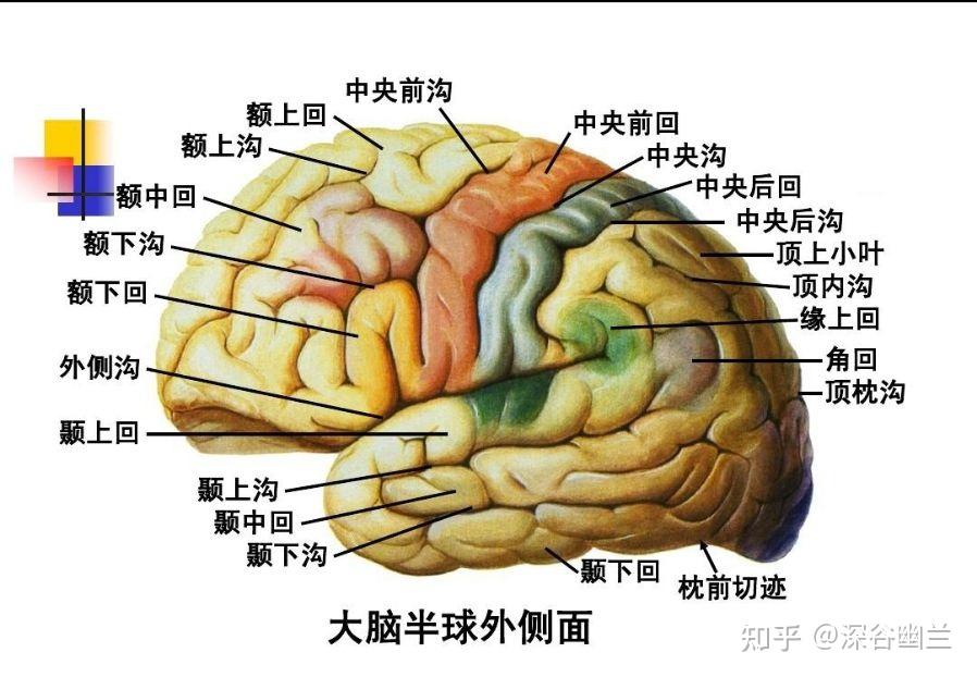体表投影 - 知乎