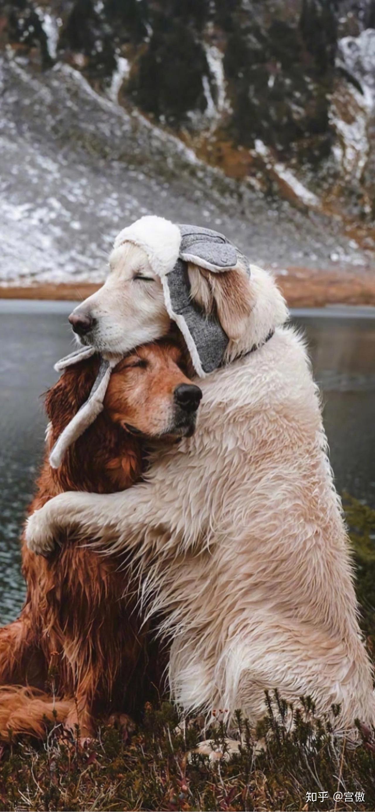 有没有两只狗狗一起的背影图?