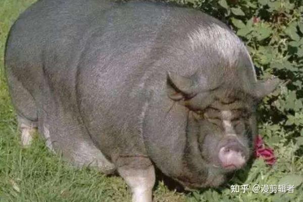 世界上最大的猪- 知乎