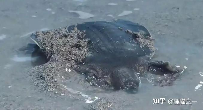 浙江女子看到巨型野生鼋,目测60斤重!近乎灭绝的“水下大熊猫” - 知乎