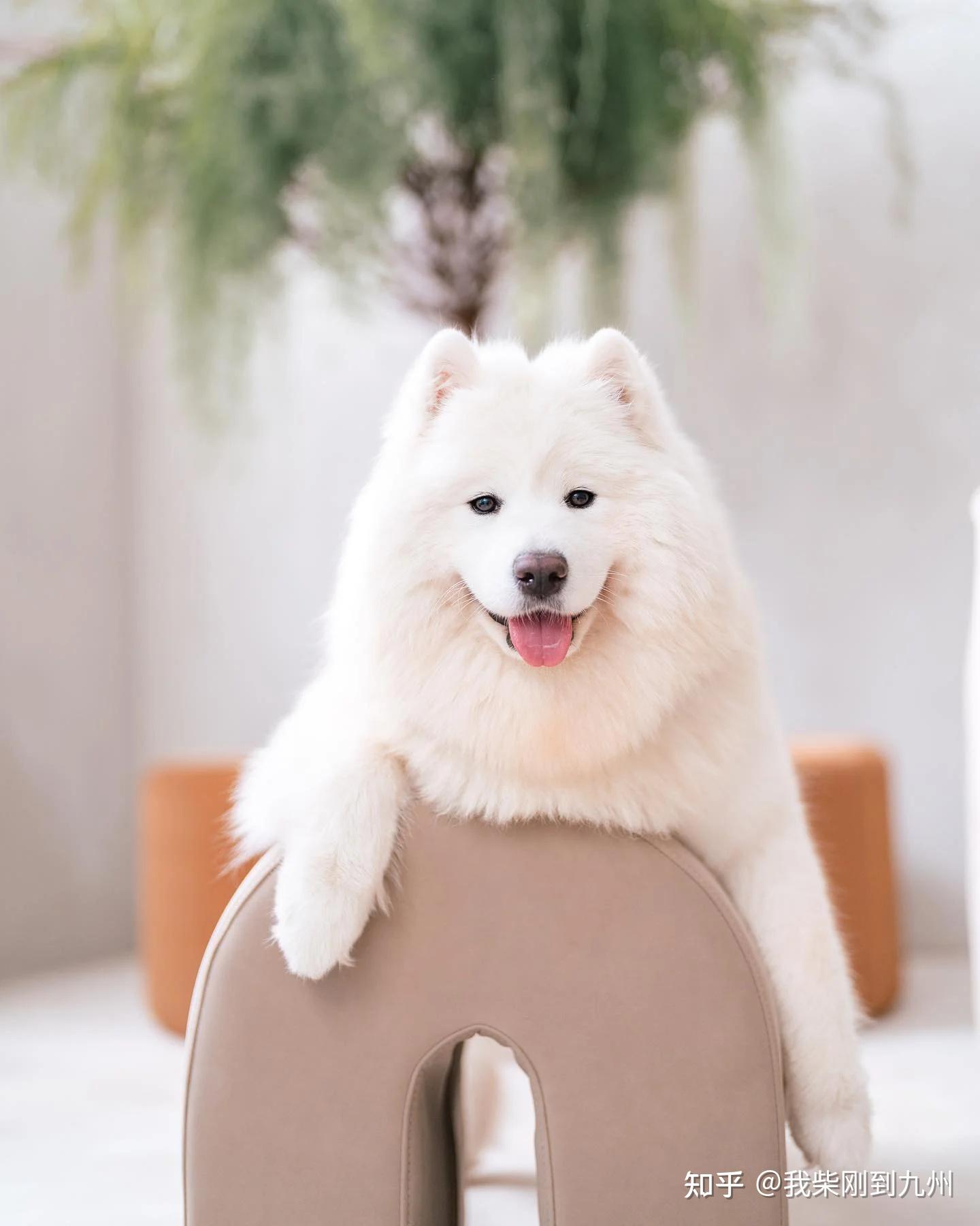 「萨摩耶犬」介绍+6个冷知识!外号微笑天使、是世界上最可爱的驯鹿! - 知乎