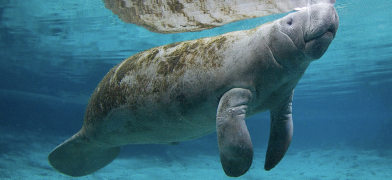 怎樣辨別海豹海獅海象海牛和海狗等等帶海字的動物