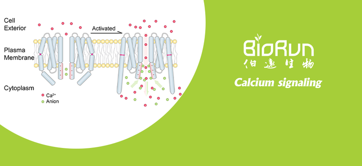第二信使——钙离子（一） - 知乎
