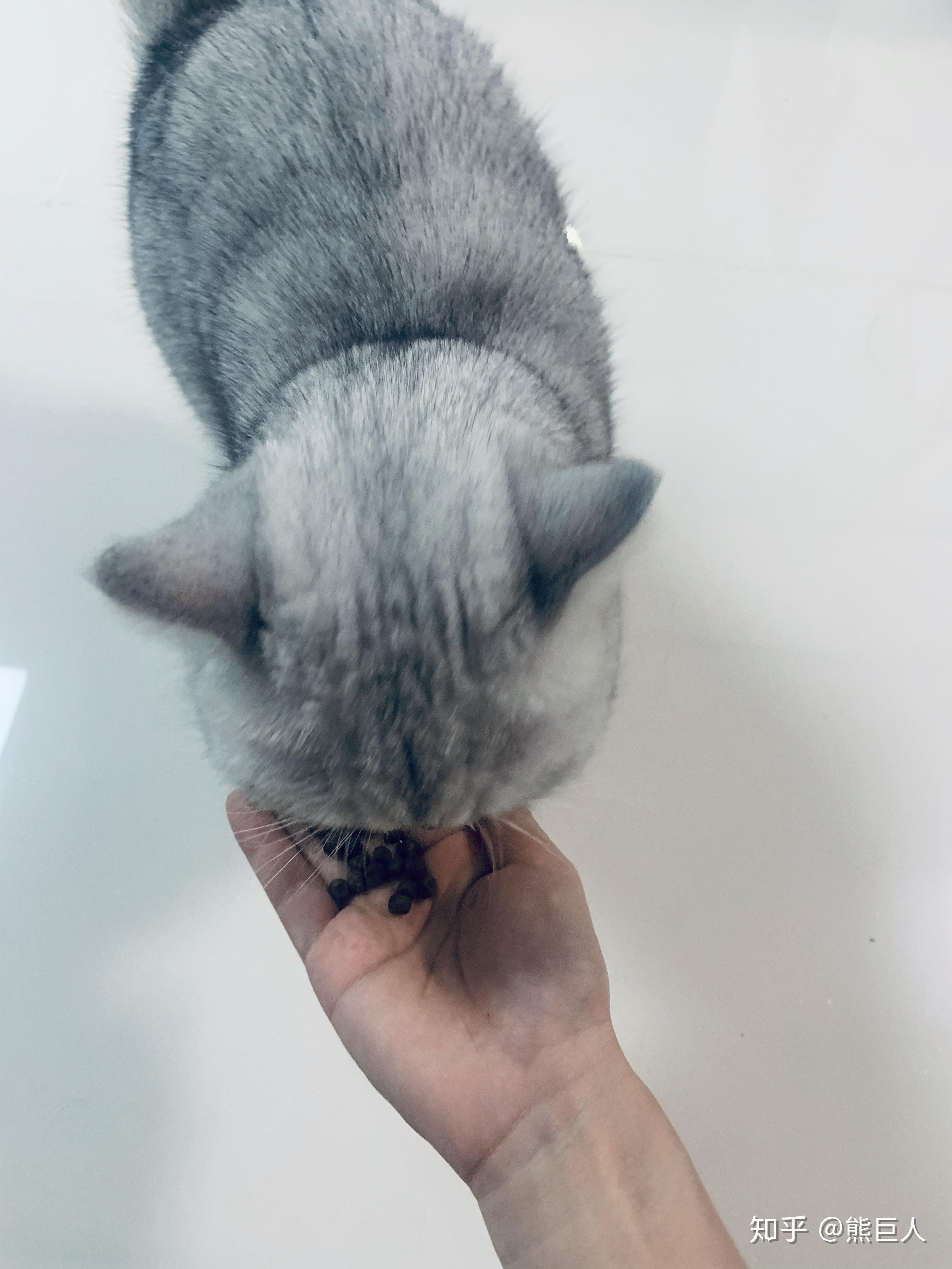猫的后脑勺到底有多可爱?
