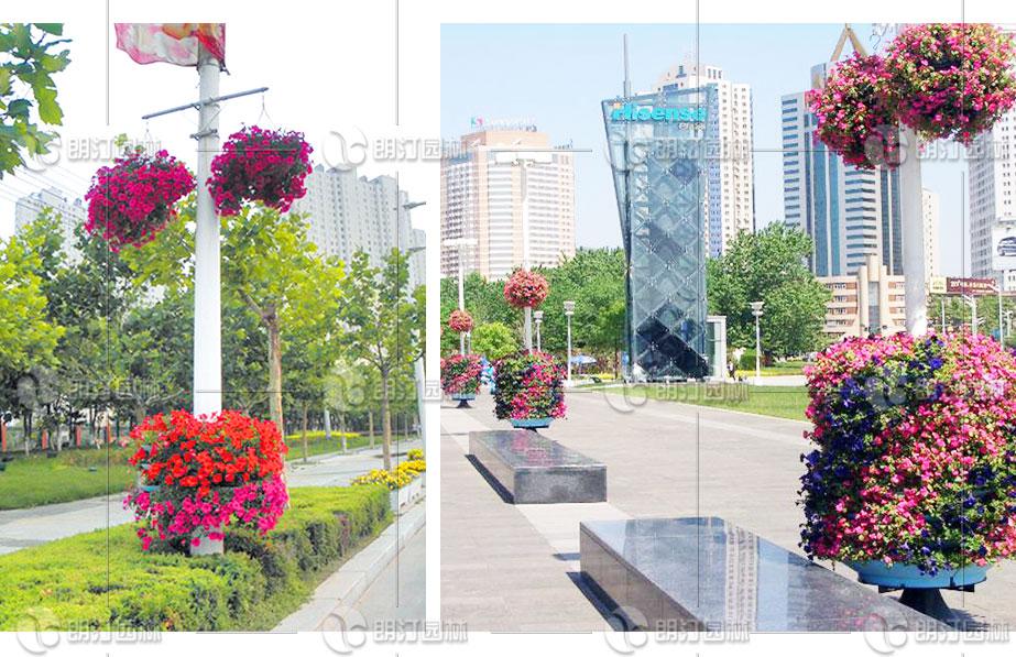 我的院子里种了四万万朵玫瑰 知乎