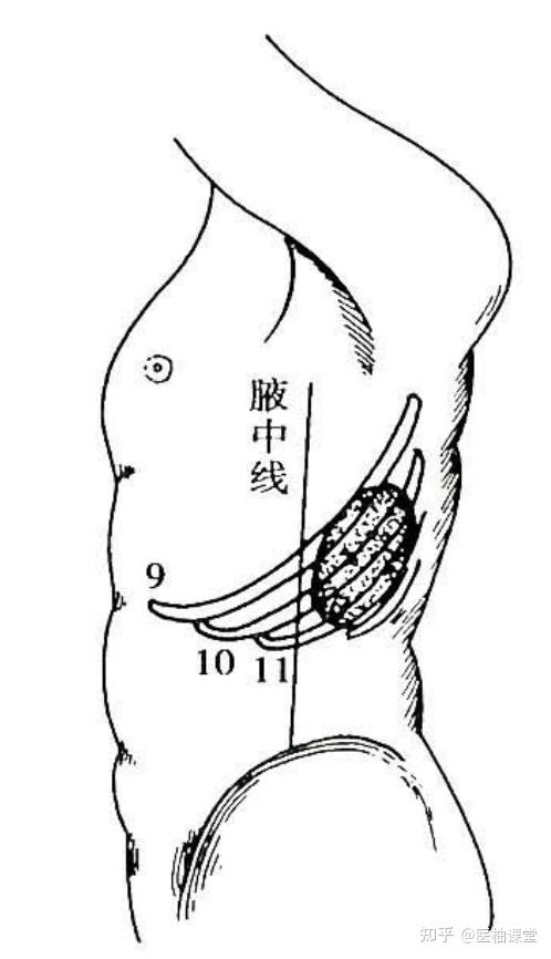 局部解剖学 腹部 — 结肠上区（胰、脾、肝门静脉） - 知乎