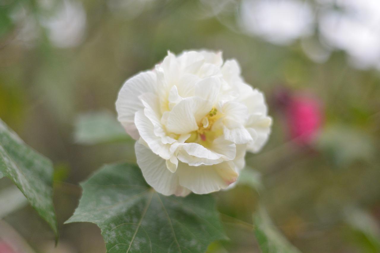 3. 万花坊具体地址