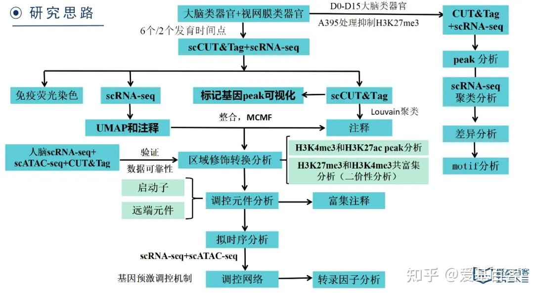 Nature Neu | 单细胞CUT&Tag+单细胞RNA-seq+类器官解析发育动态过程的表观遗传机制 - 知乎