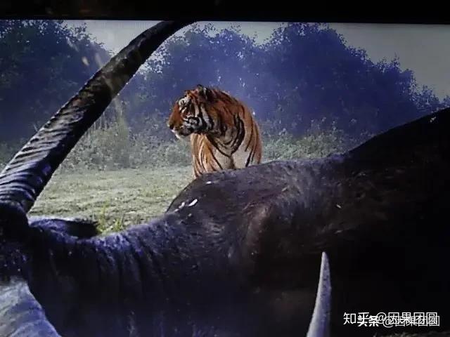 卡齐兰加系列5：传奇虎王KZT-085的故事！ - 知乎