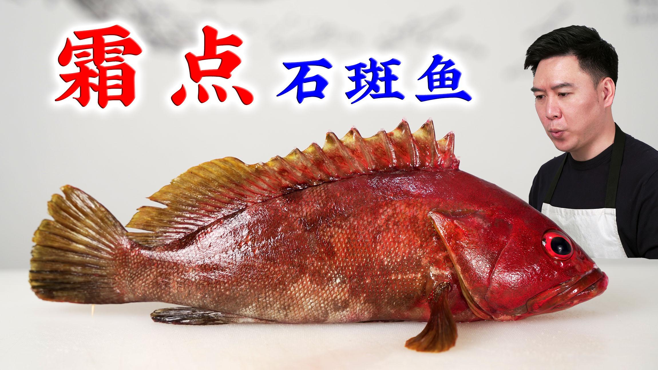 340一斤的霜点石斑鱼,煮一锅奶白奶白的锅仔,喝一碗值了