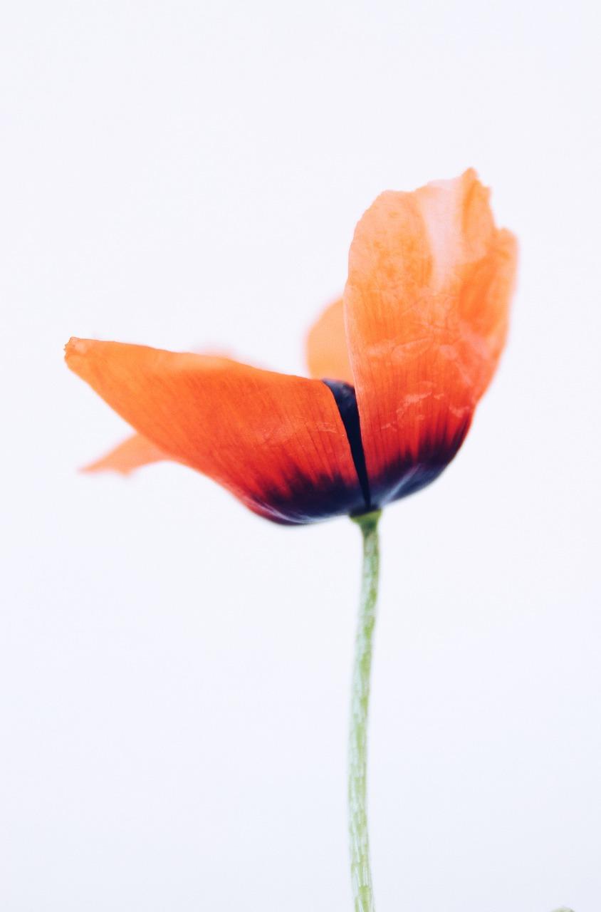 4. 秋风送暖花盛开