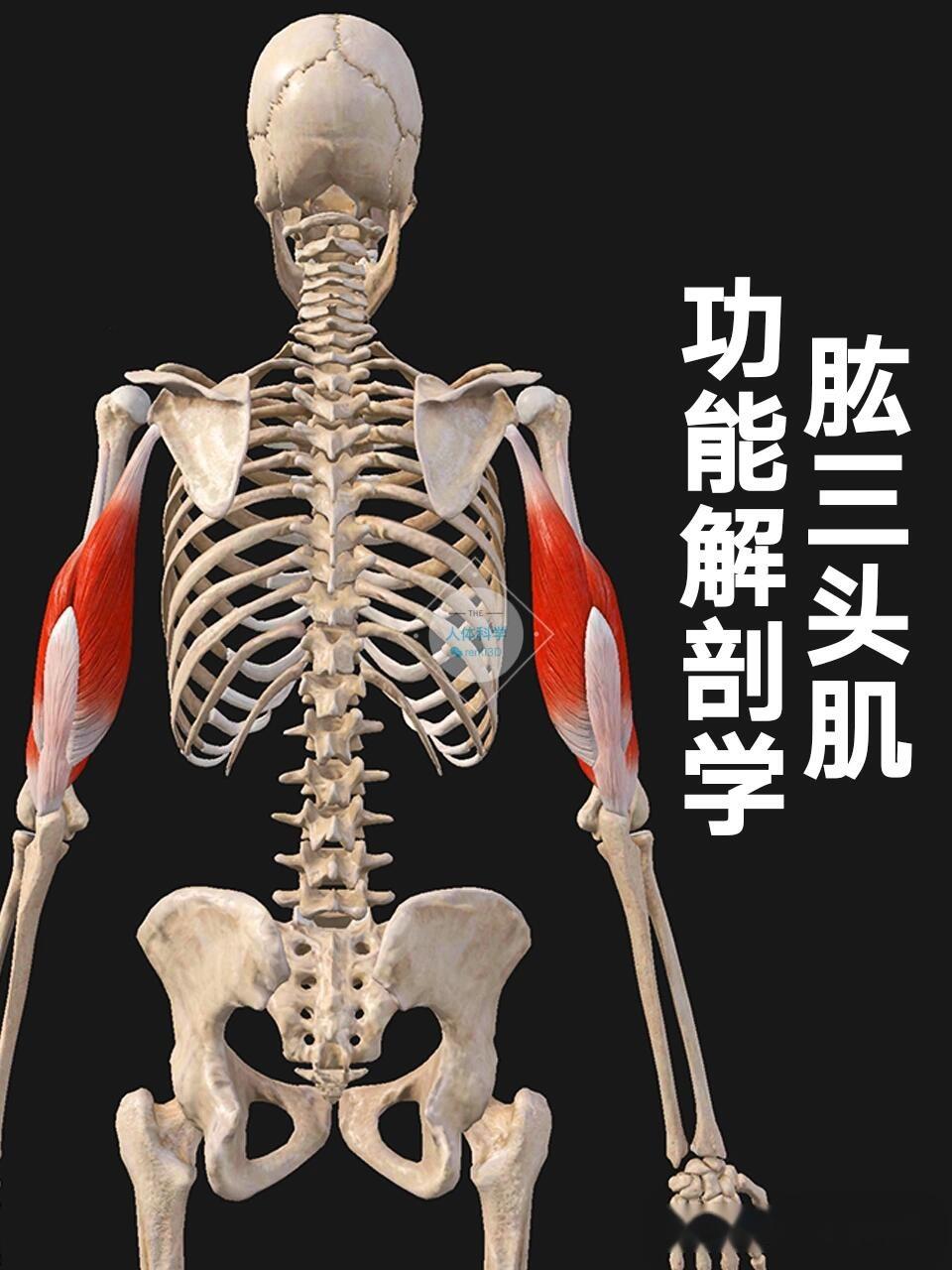 【肱三头肌】上臂背后的力量出发点 - 知乎