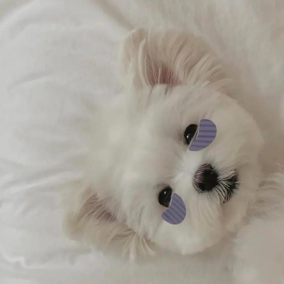 有什么可爱的小动物头像? - 知乎