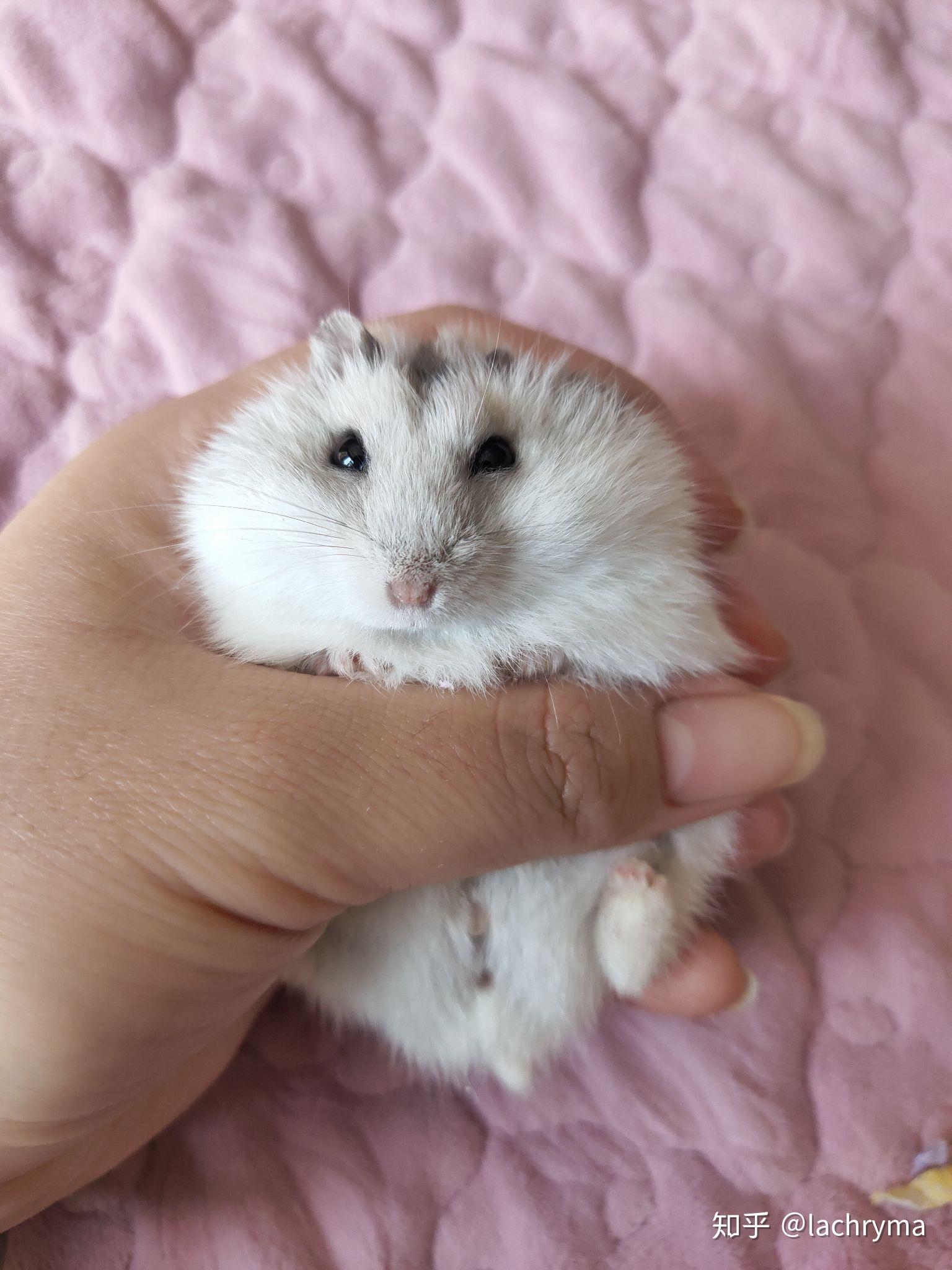 集齐一套三线仓鼠是什么体验? - 知乎