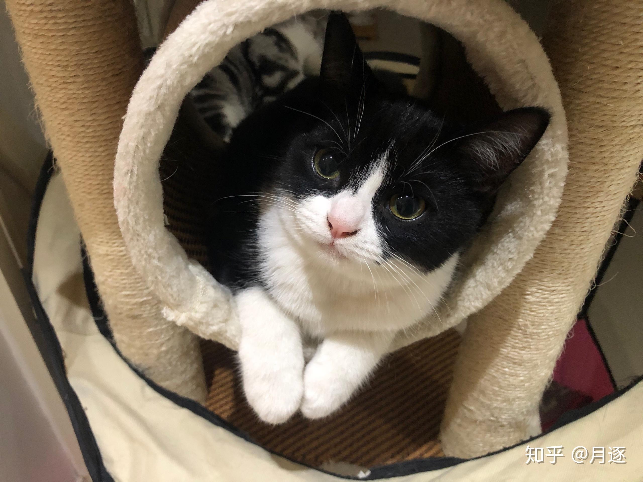 请问美短有这样的黑白颜色吗 ?