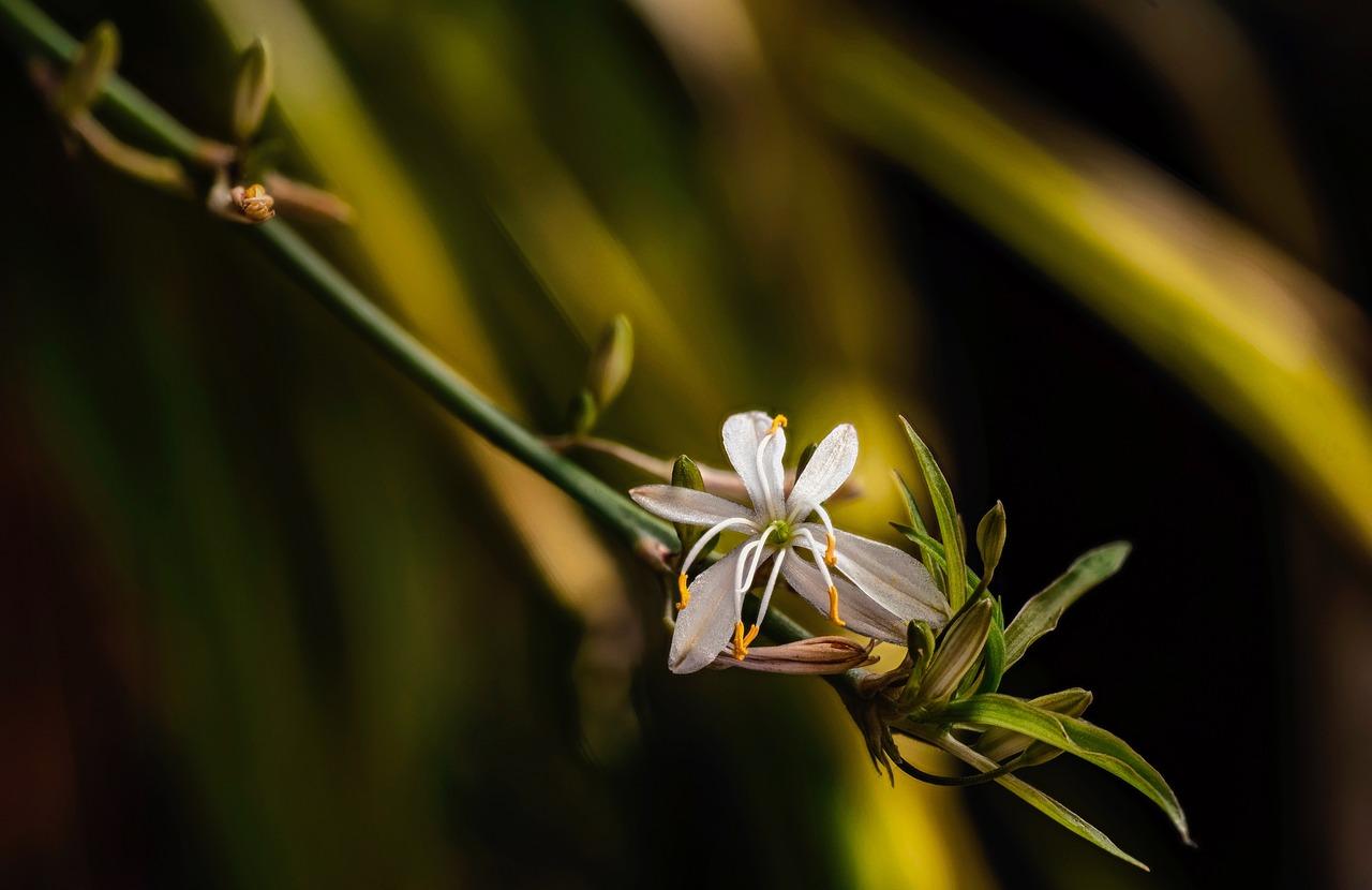 绿萝的净化魔法
