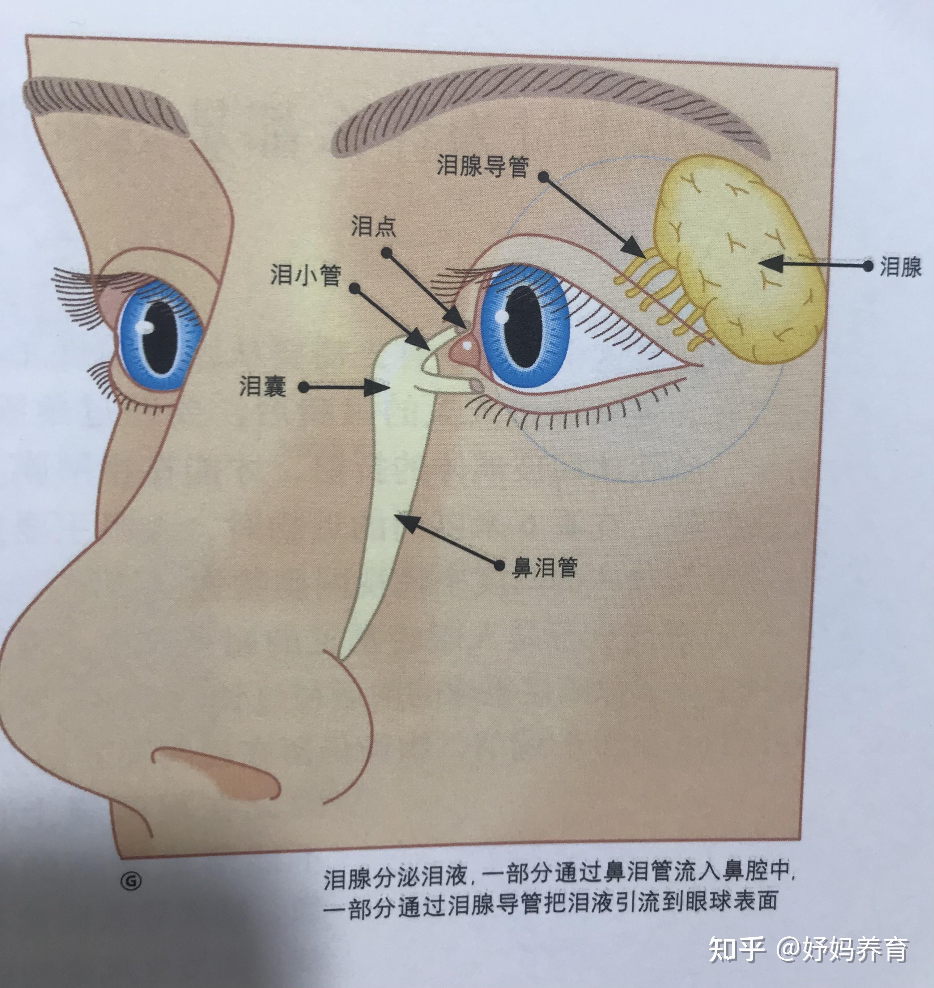 掐泪腺在哪怎么掐图片