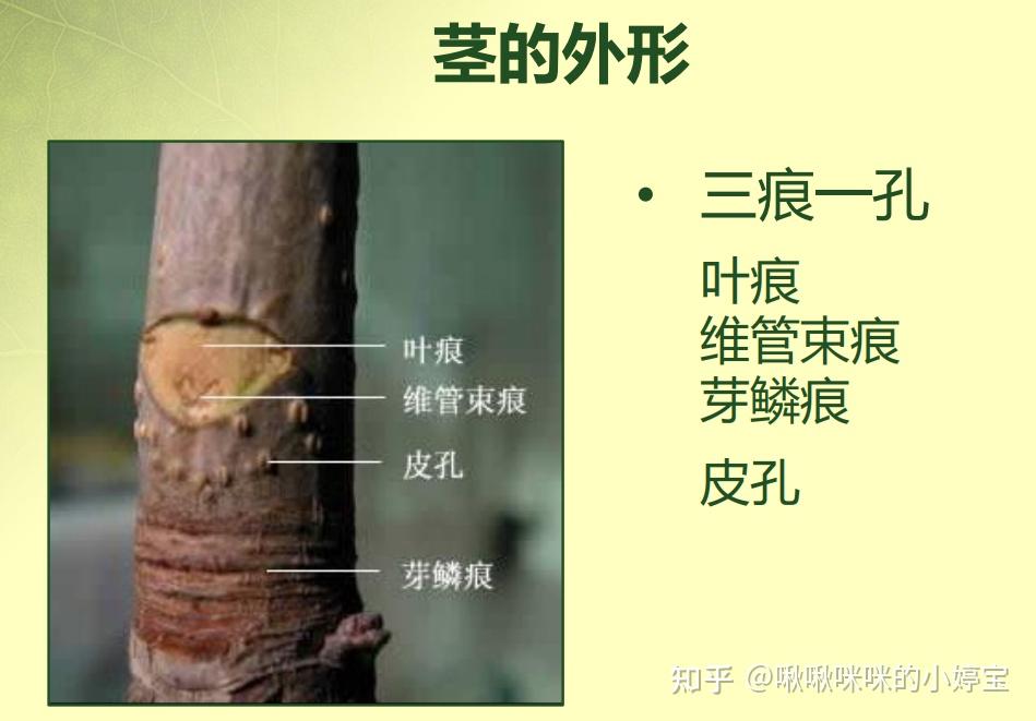 根茎叶花叶果实种子形态 - 知乎