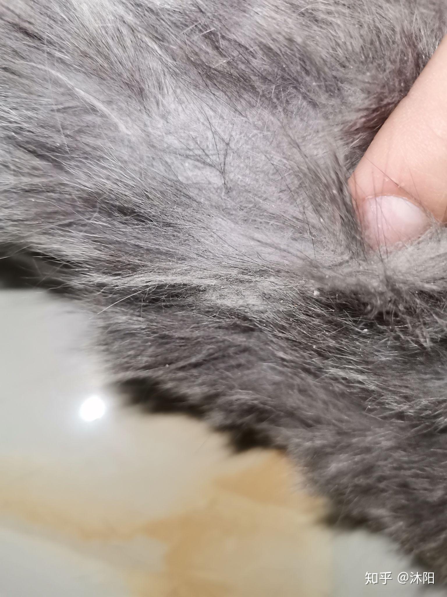 猫毛打结成块咋嘛哥哥们