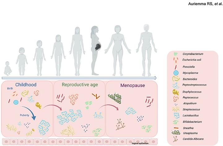 【梵必妥科普馆】阴道微生物组：贯穿女性一生的长期泌尿生殖系统定植 知乎 4386