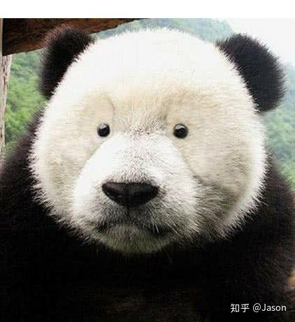 熊猫小眼睛张嘴表情包图片