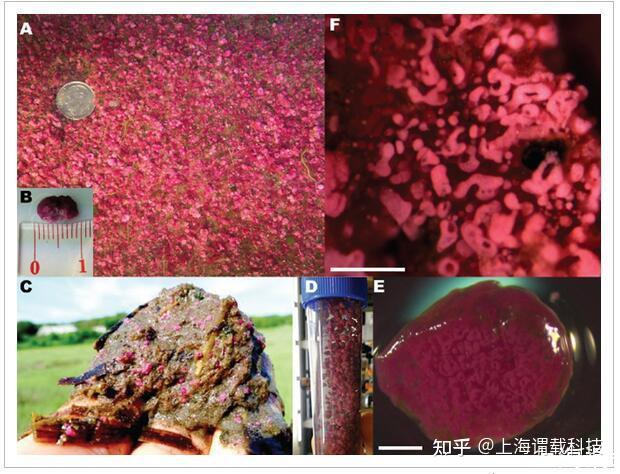 微生物代谢:神秘的微尺度硫循环的微生物动力学和地球化学特征 - 知乎