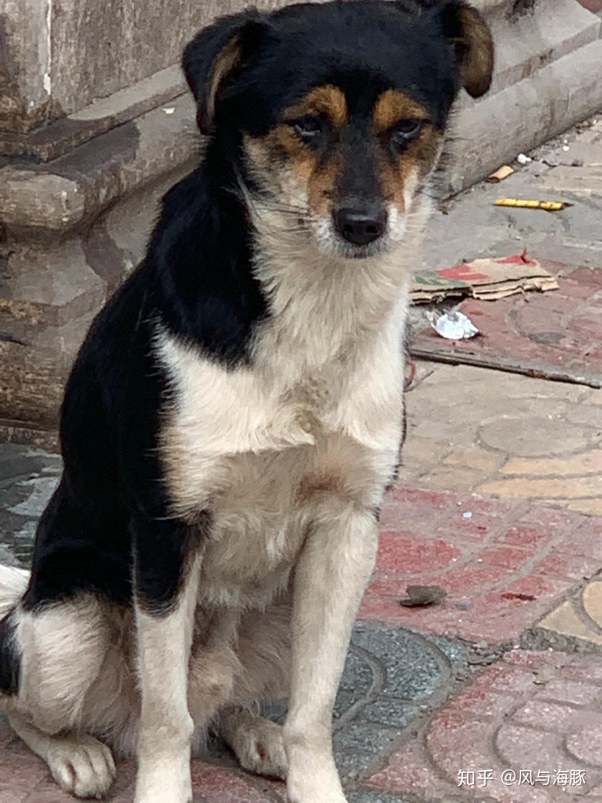 是不是绝大部分土狗都是小时候可爱长大就会变丑