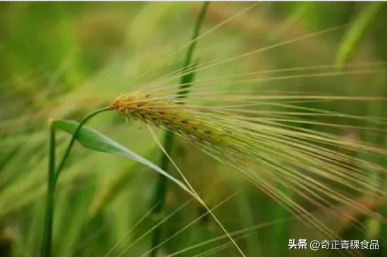 舌尖上的雪域佳肴——青稞美食 - 知乎