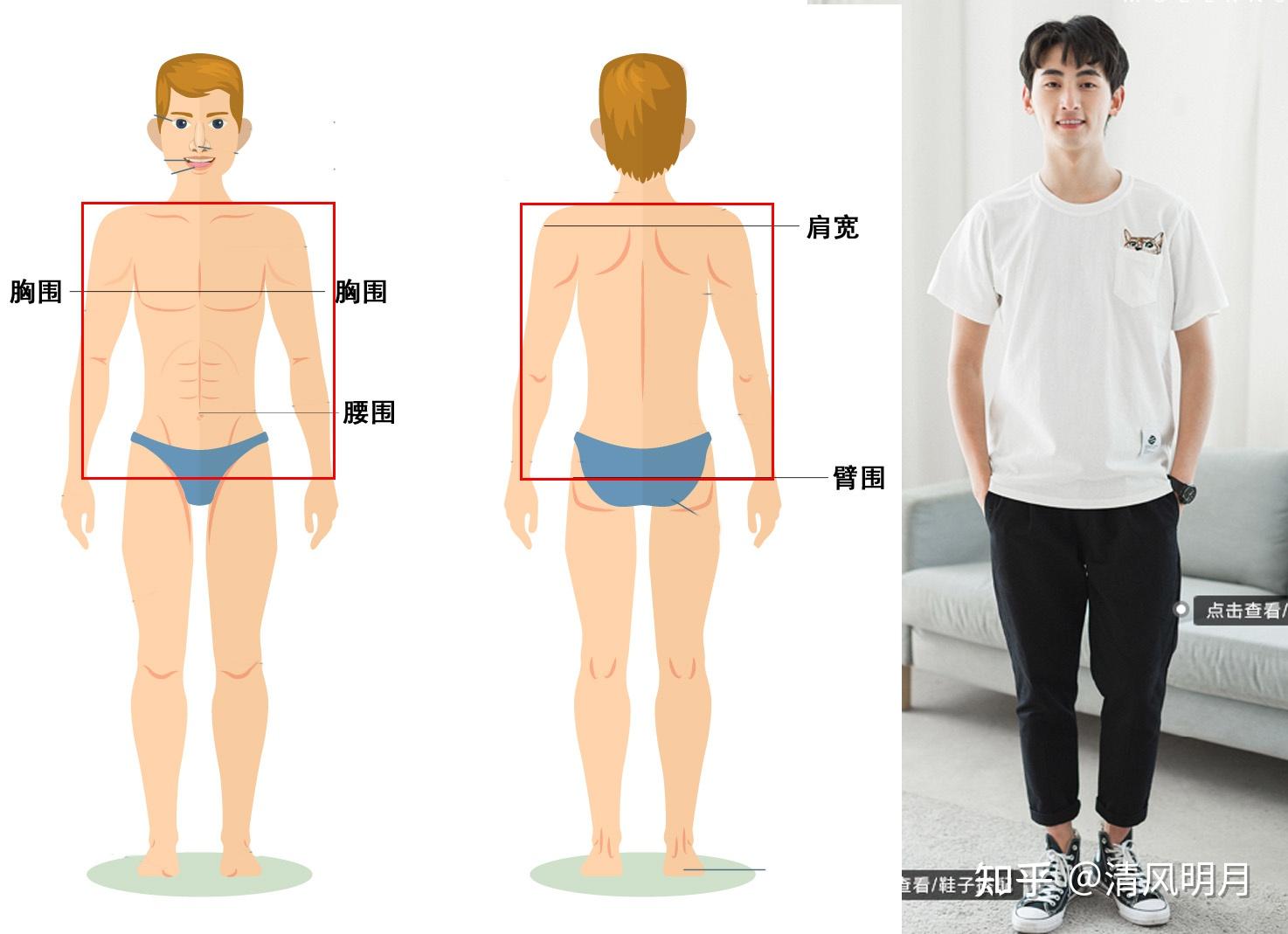 男生怎么选择合身的t恤(应该优先看肩宽/衣长还是胸围)?