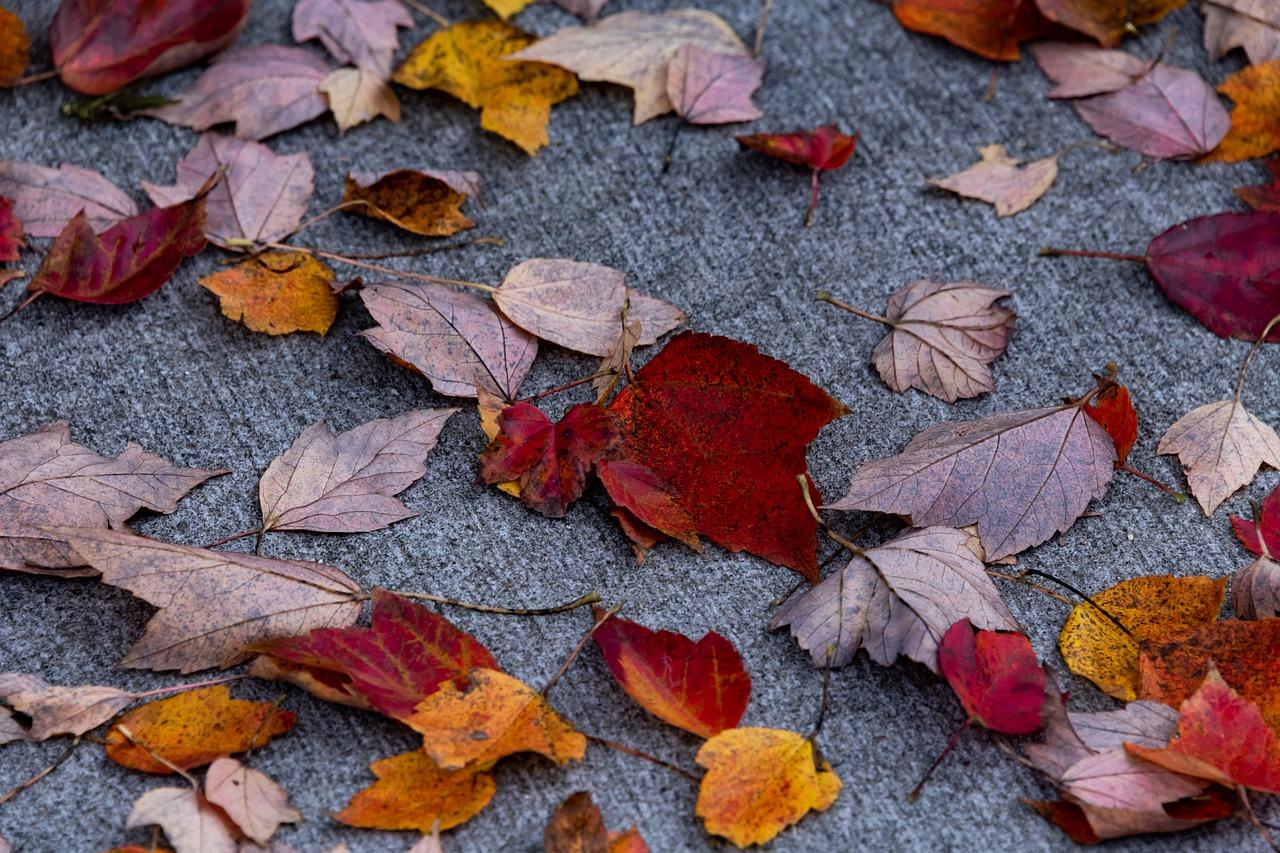 2. 花叶病原因探析