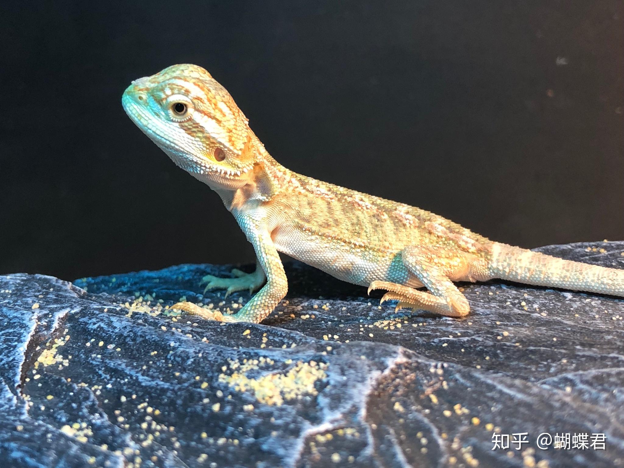 宠物蜥蜴有哪些种类养哪种比较好