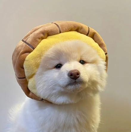 有没有超可爱的小狗头像或背景图? - 知乎