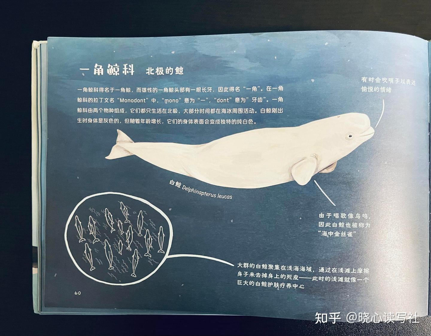 鲸鉴》：手绘图鉴带你走入鲸的世界- 知乎