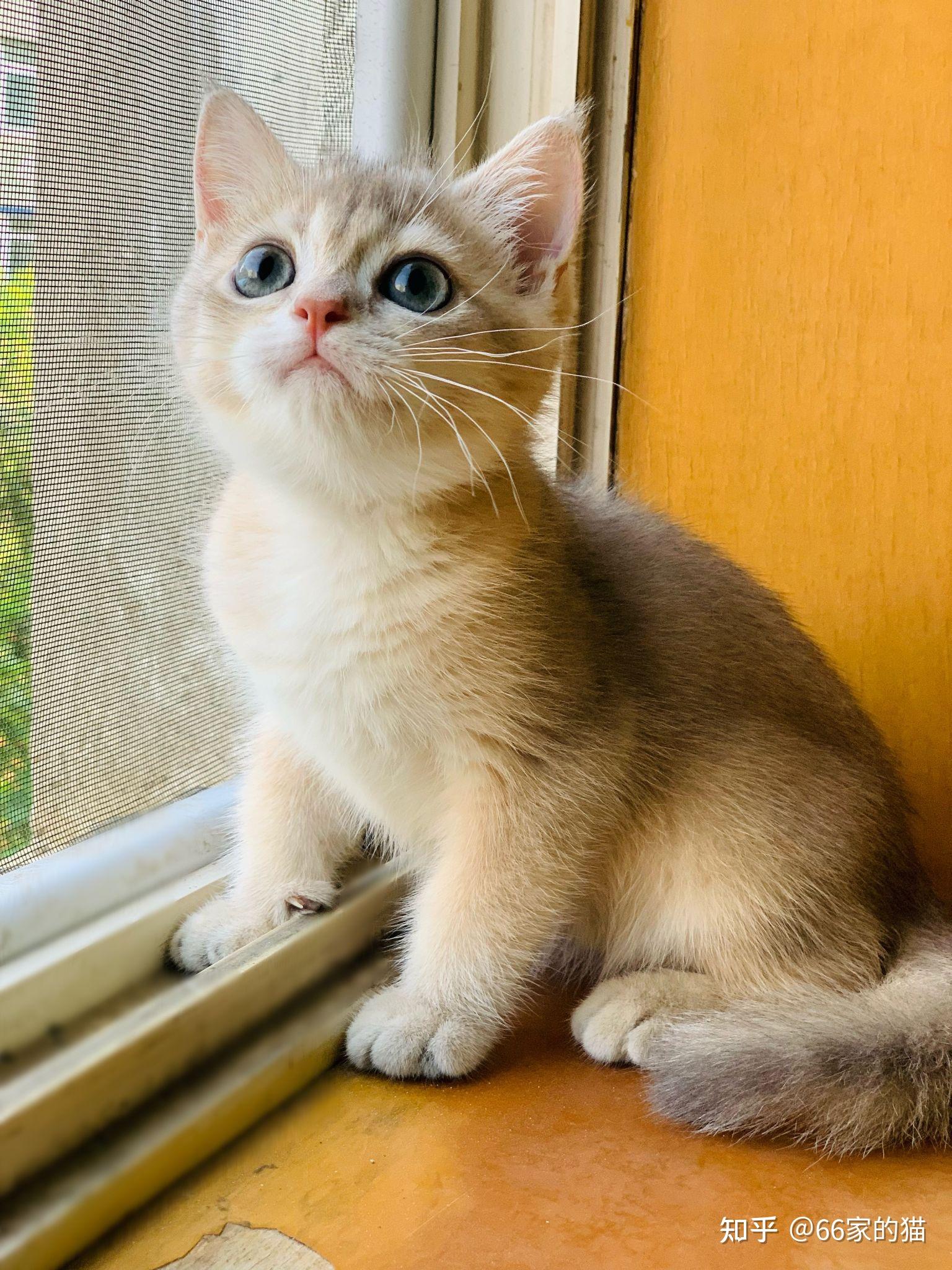 这个蓝金渐层品相如何? - 知乎