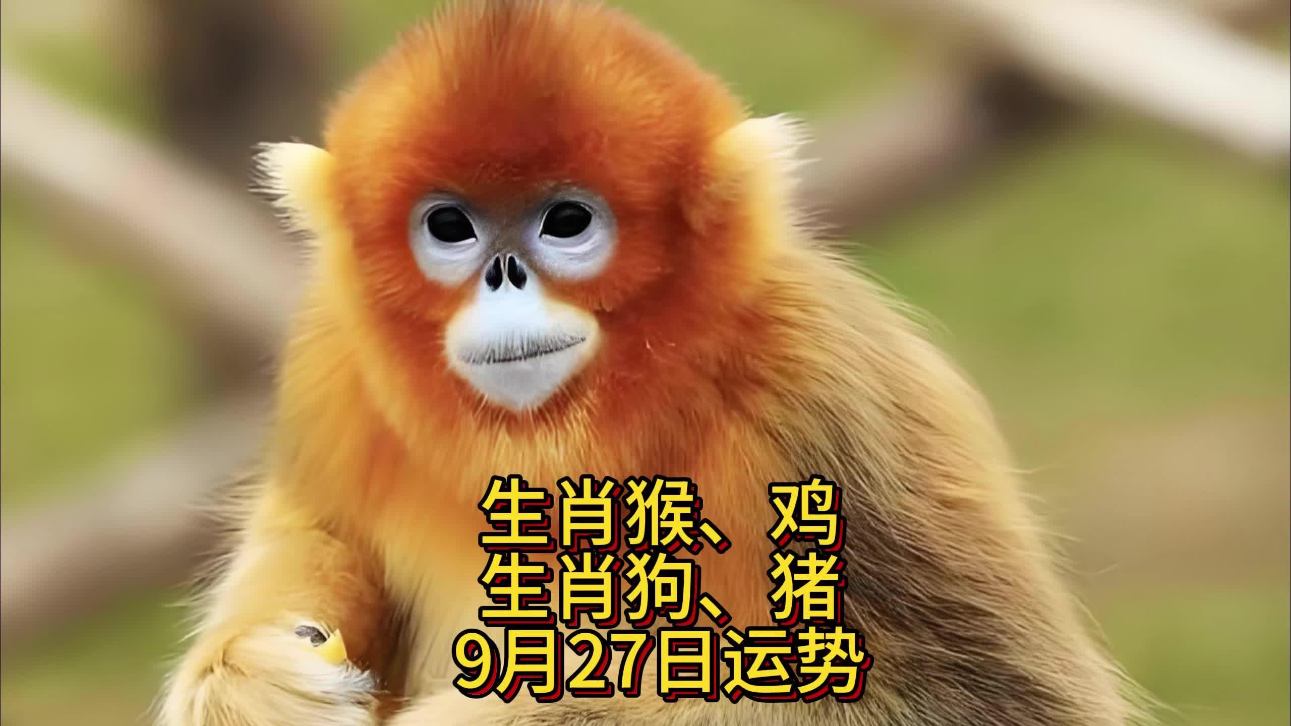 9月26日生肖运势(9月26日生肖运势2025)