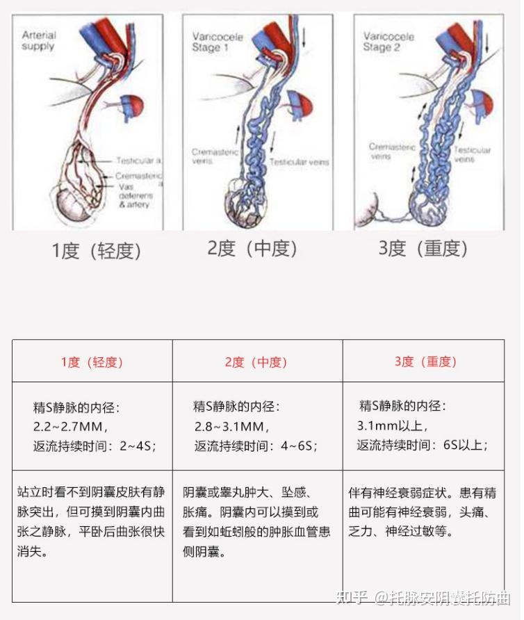 阴囊下垂正常照片松软图片