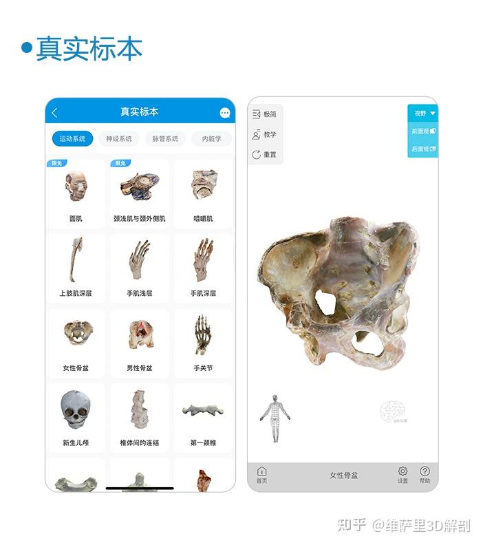 对于解剖初学者来说，有什么好用的解剖软件？ - 知乎